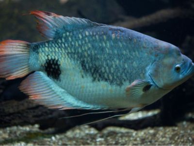Giant Gourami