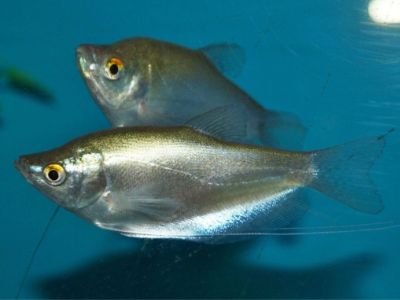 Moonlight Gourami