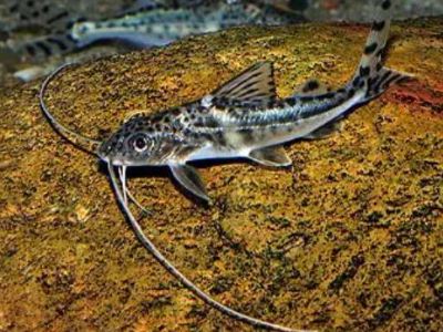 Pictus Catfish