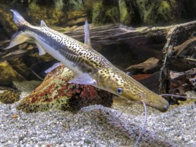 Duckbill Catfish