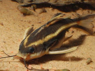 Striped Raphael Catfish