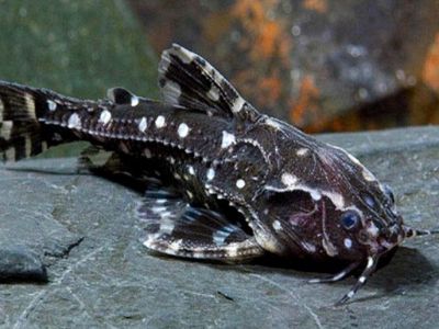 Spotted Talking Catfish