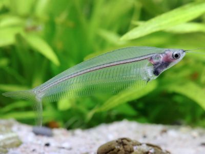 Glass Catfish
