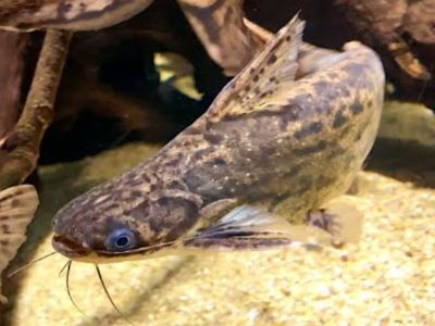 Striped Woodcatfish