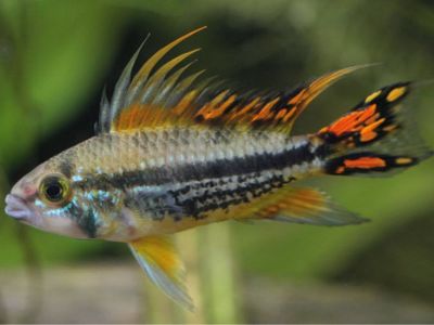 Cockatoo Dwarf Cichlid
