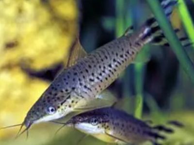 Flagtail Catfish