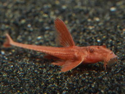Whiptail Catfish