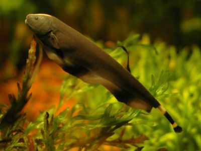 Black Ghost Knifefish