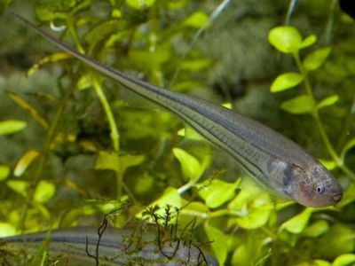 Glass Knifefish