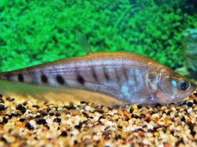 Clown Knifefish