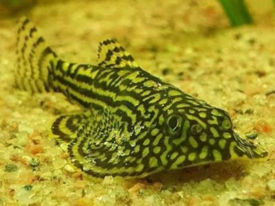 Cascudo-de-corredeira