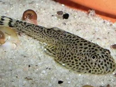 Butterfly Hillstream Loach