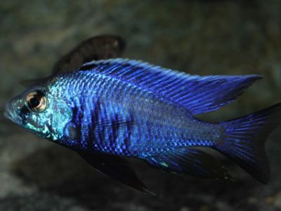 Blue Azureus