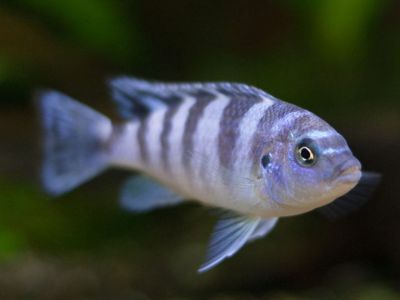 Kenyi Cichlid