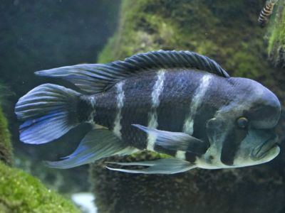 Cyphotilapia Frontosa