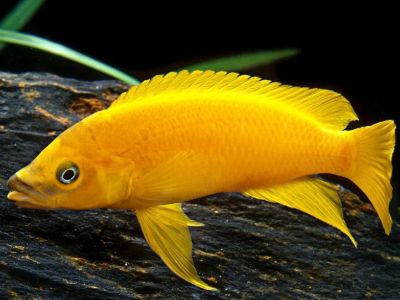 Lemon Cichlid