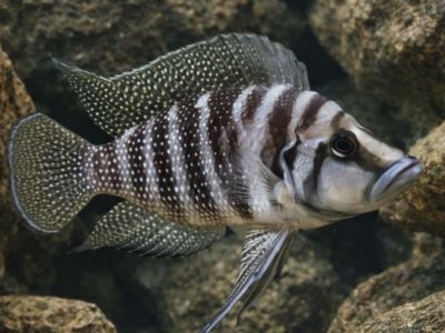 Altolamprologus Calvus