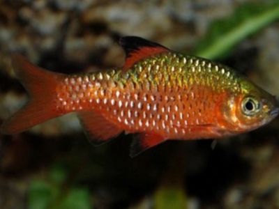 Rosy Barb