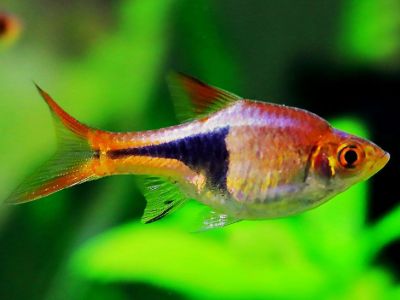 Harlequin Rasbora