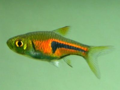 Espei Rasbora