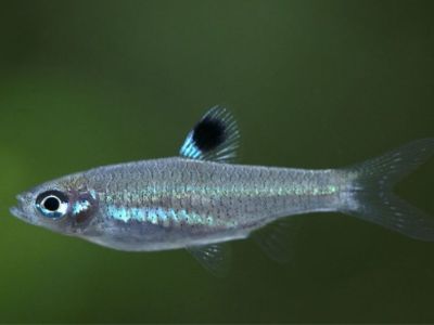 Green Eye Rasbora