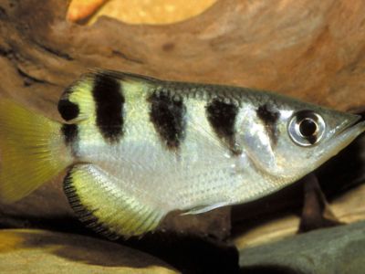 Archerfish