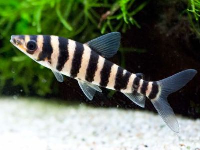 Banded Leporinus