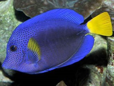 Purple Tang