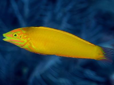 Yellow Wrasse