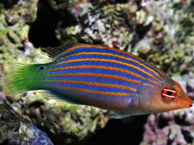 Six-line Wrasse
