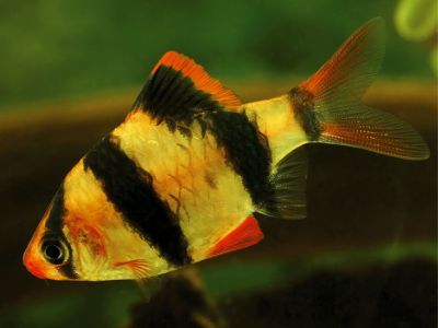 Tiger Barb