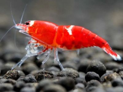Super Crystal Red Shrimp