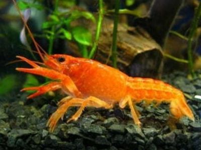 CPO Orange Dwarf Crayfish