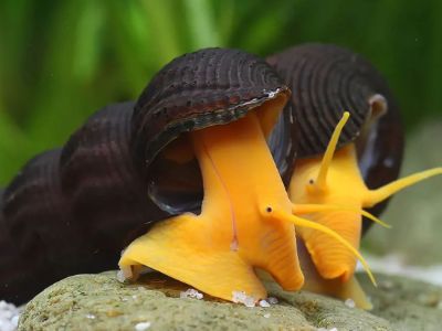 Yellow Rabbit Snail