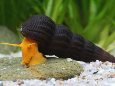 Orange Rabbit Snail