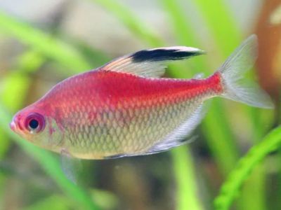 Bleeding Heart Tetra