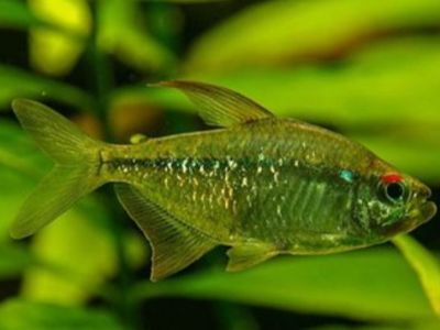 Diamond Tetra