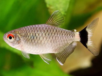 Red-eye Tetra