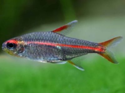 Glowlight Tetra