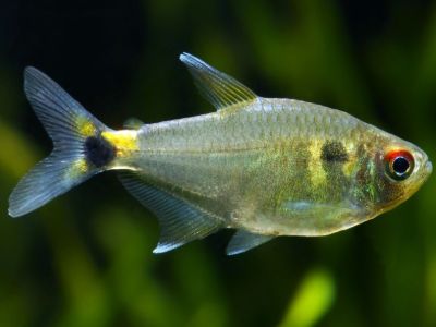 Head and Tail Light Tetra