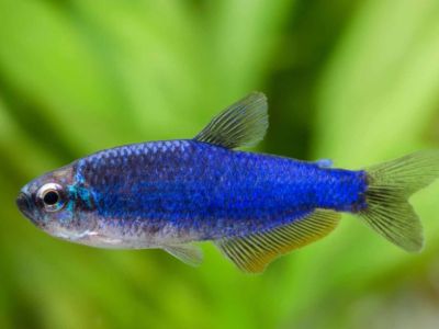 Royal Blue Tetra