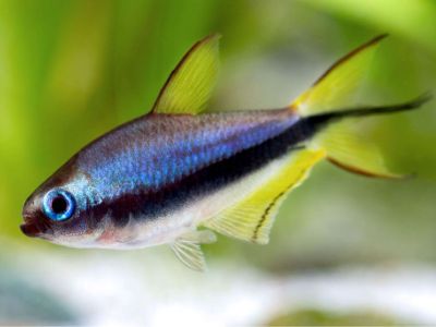 Emperor Tetra