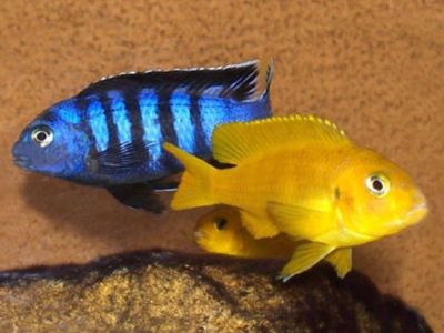 Saulosi Cichlid