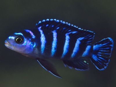 Demasoni Cichlid