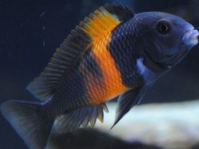 Tropheus Moorii