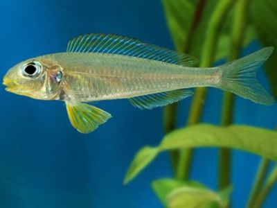 Yellowfin Sandsifter