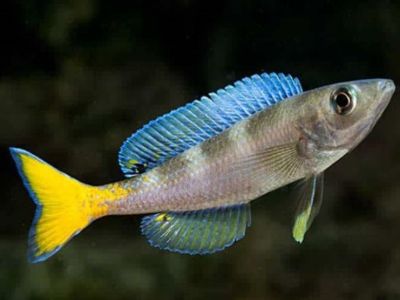 Sardine Cichlid