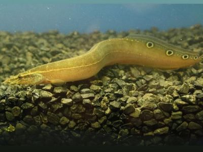 Peacock Eel