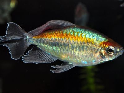 Congo Tetra