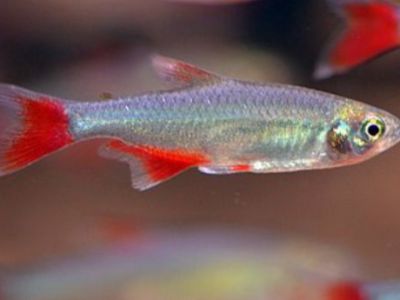 Bloodfin Tetra